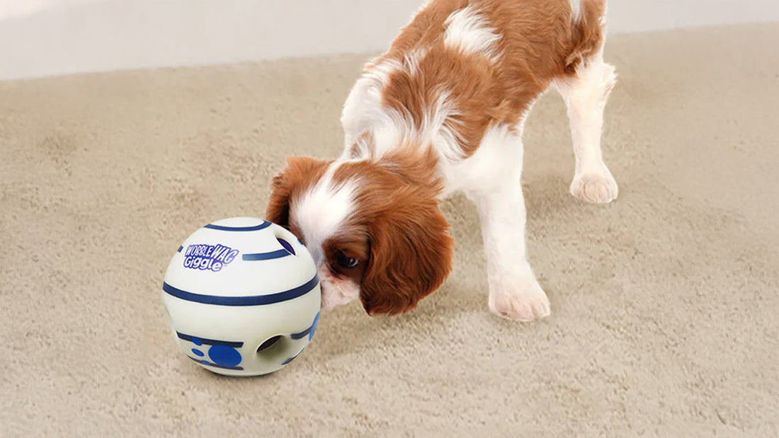 Enrich Your Dogβs Mind with One Toy