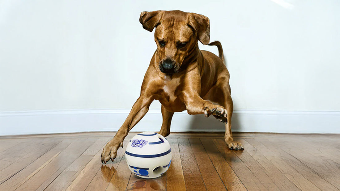 Why Dogs Love the Giggle Glow Ball?